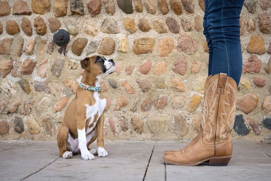 Aussie 2024 cowboy boots